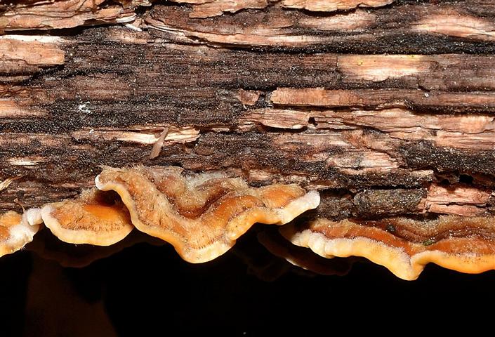 Ritrovamento n� 9 del 04-05-2012_(Stereum sp.)